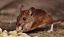 24 Hour & Emergency Exterminators in West Monocacy, PA